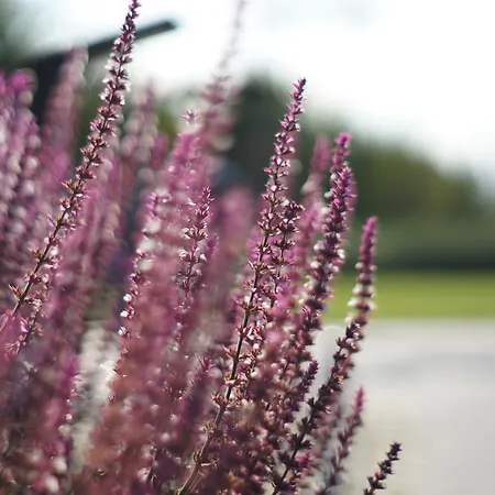 Ramios Bites Palanga