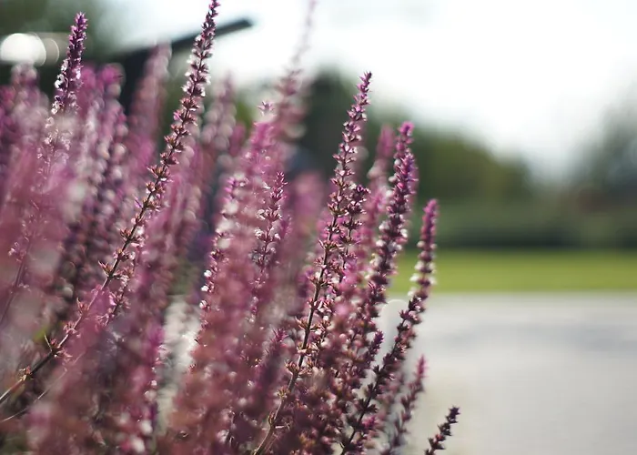 Ramios Bites Паланга